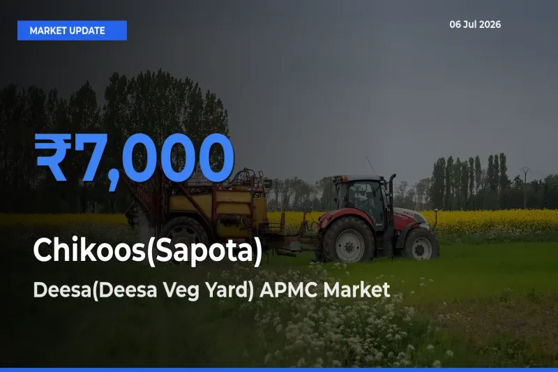 Deesa(Deesa Veg Yard) APMC Tops Chikoos(Sapota) Mandi Rates Today