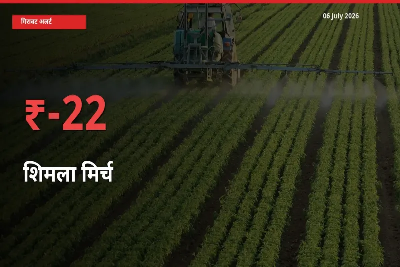 शिमला मिर्च के दाम प्रमुख मंडी में 22.17% गिरे, 24 घंटे में बड़ा बदलाव