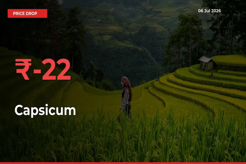 Capsicum Falls 22.17% at Mandis