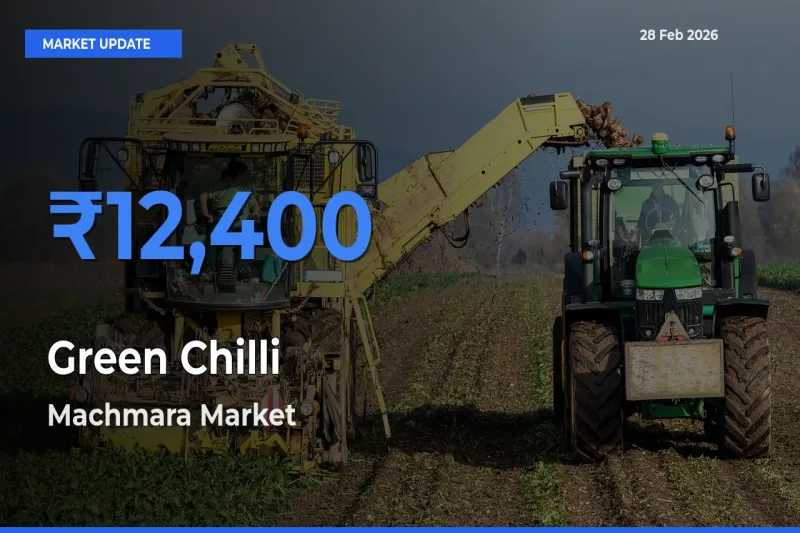 Machmara Offers ₹12,400 – Highest Green Chilli Rate Today