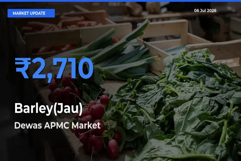 Dewas APMC Leads as Top Mandi for Barley(Jau) Prices