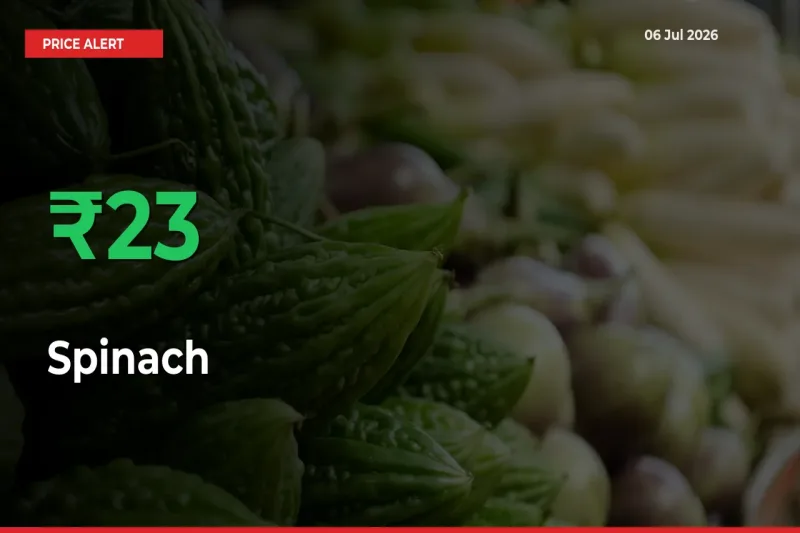 Spinach Prices Rise 23.32% in a Day at Major Mandis
