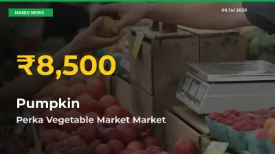 Perka Vegetable Market Leads as Pumpkin Hits Highest Rate – July 06 Update