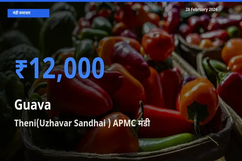 28 February अपडेट: Guava के सबसे ऊँचे दाम Theni(Uzhavar Sandhai ) APMC मंडी में