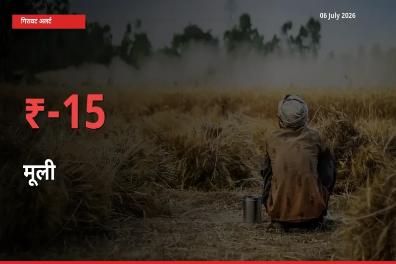 अचानक झटका! मंडी में मूली के दाम 15.26% टूटे