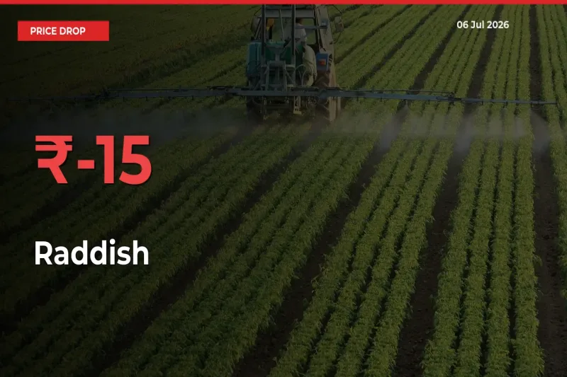 Raddish Prices Drop 15.26% – July 06 Market Update from Mandis