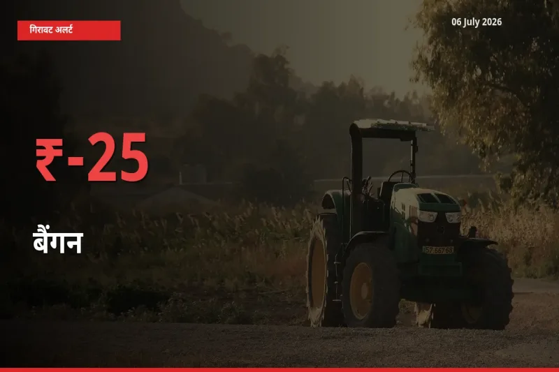 स्थानीय मंडी में बैंगन के दाम अचानक 25.37% गिरे, किसानों की चिंता बढ़ी