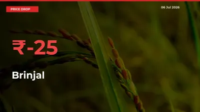 Brinjal Prices Drop 25.37% – July 06 Market Update from Mandis