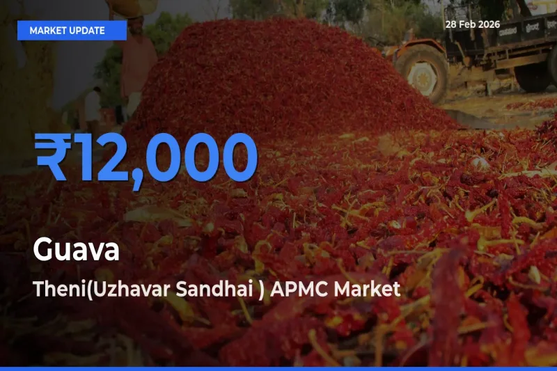 Theni(Uzhavar Sandhai ) APMC Leads as Top Mandi for Guava Prices