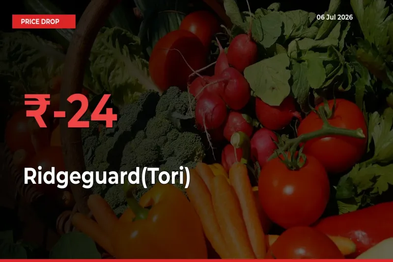 23.65% Drop in Ridgeguard(Tori) Prices – Mandi Sees Sudden Fall