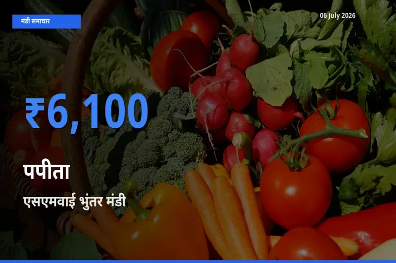 टॉप मंडी बना एसएमवाई भुंतर! पपीता के सबसे ऊँचे दाम यहीं दर्ज