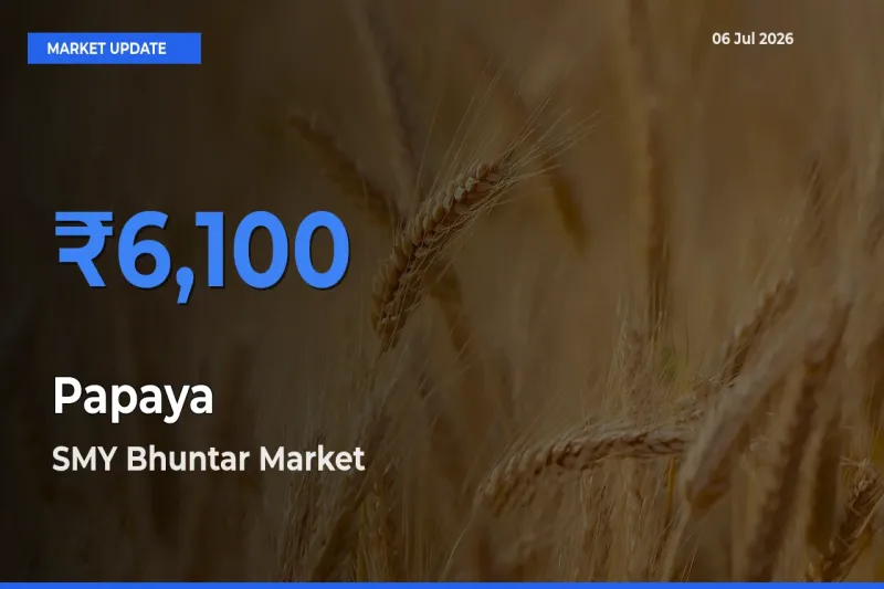 SMY Bhuntar Records Highest ₹6,100 Rate for Papaya