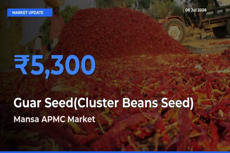 Mansa APMC Offers ₹5,300 – Highest Guar Seed(Cluster Beans Seed) Rate Today
