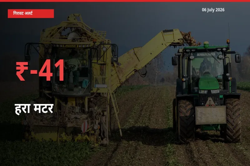 06 July अपडेट: हरा मटर के दाम मंडी में 41.03% गिरे