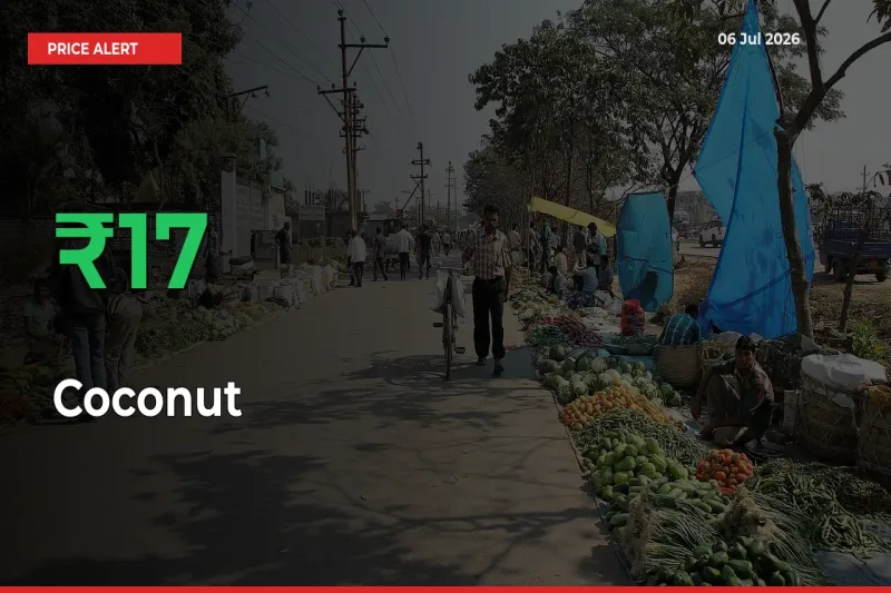 This Mandi Records 17.11% Jump in Coconut Prices