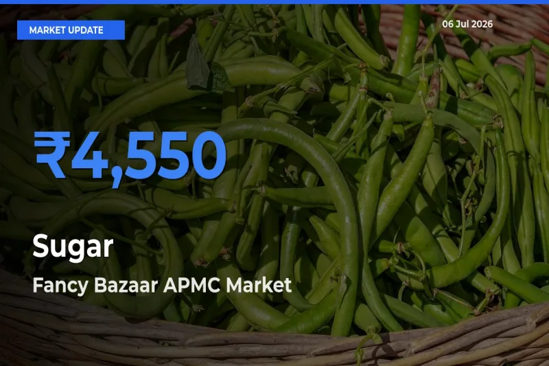 Top Performer! Fancy Bazaar APMC Offers Best Sugar Price Today