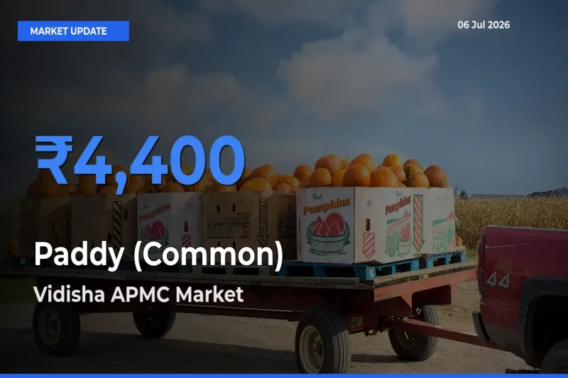 Vidisha APMC Leads as Top Mandi for Paddy (Common) Prices