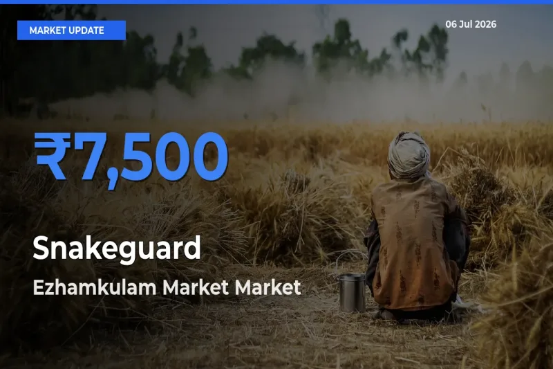 Ezhamkulam Market Emerges as Top Mandi for Snakeguard Prices Today