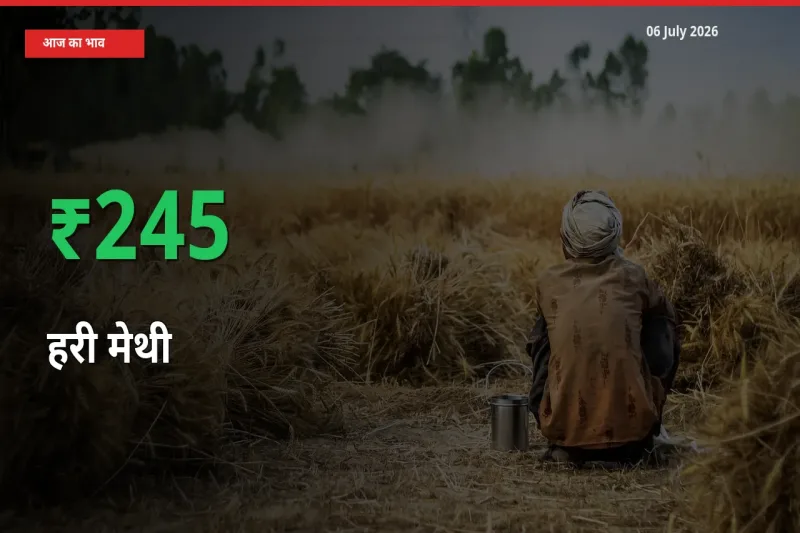तेज़ तेजी! मंडी में हरी मेथी के दाम 245.21% चढ़े
