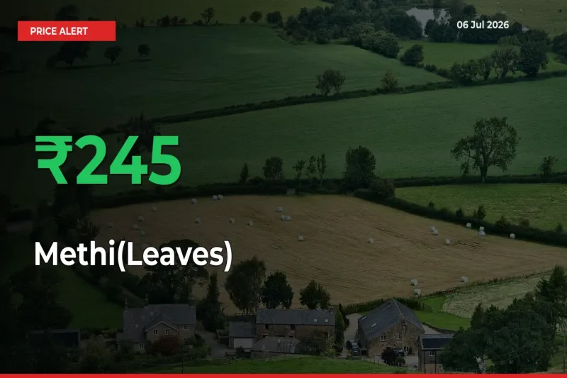 245.21% Spike in Methi(Leaves) Prices – Mandi Sees Sudden Rally