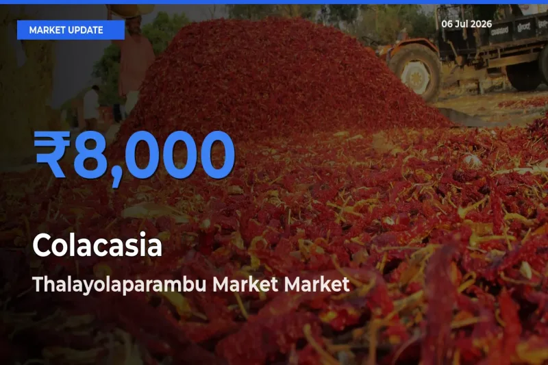 Top Performer! Thalayolaparambu Market Offers Best Colacasia Price Today
