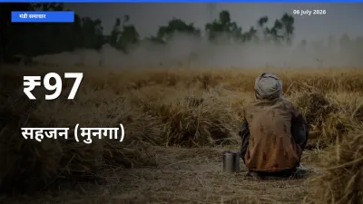 सहजन (मुनगा) के दामों का असर कई मंडियों में, बाज़ार दिशा स्पष्ट