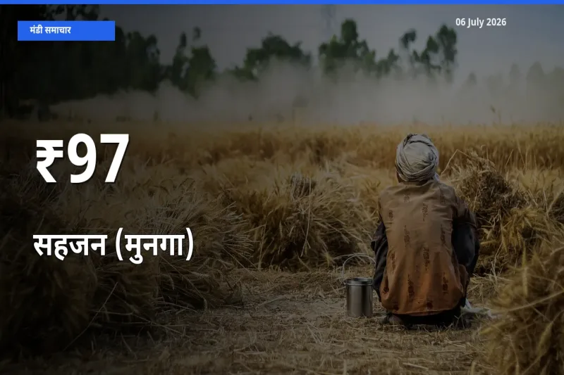 सहजन (मुनगा) के दामों का असर कई मंडियों में, बाज़ार दिशा स्पष्ट