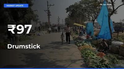 Drumstick Mandi Prices Move in Sync Across Major Markets Today