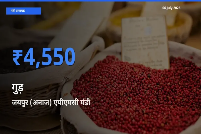 बाज़ार संकेत: जयपुर (अनाज) एपीएमसी बना गुड़ के लिए आज की टॉप मंडी