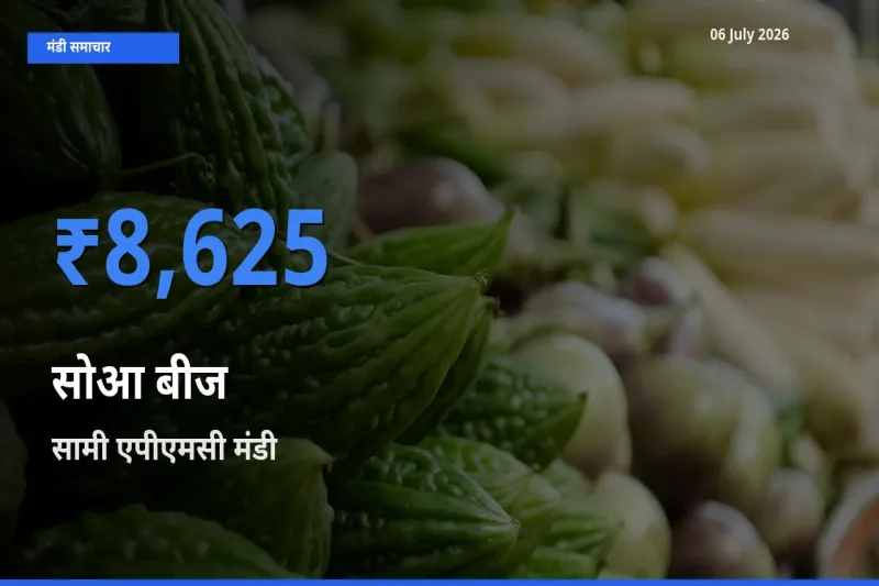 सामी एपीएमसी मंडी में आज सोआ बीज के सबसे ऊँचे दाम दर्ज