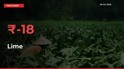 Lime Prices Drop 17.86% – July 06 Market Update from Mandis