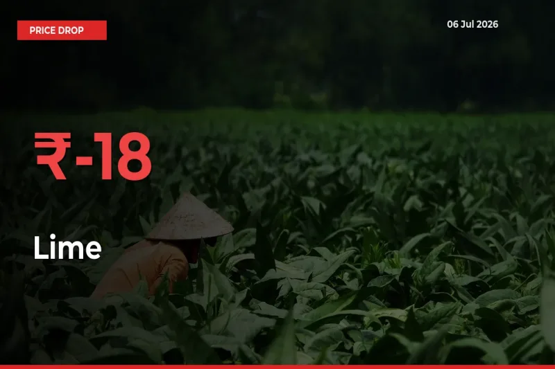Lime Prices Drop 17.86% – July 06 Market Update from Mandis