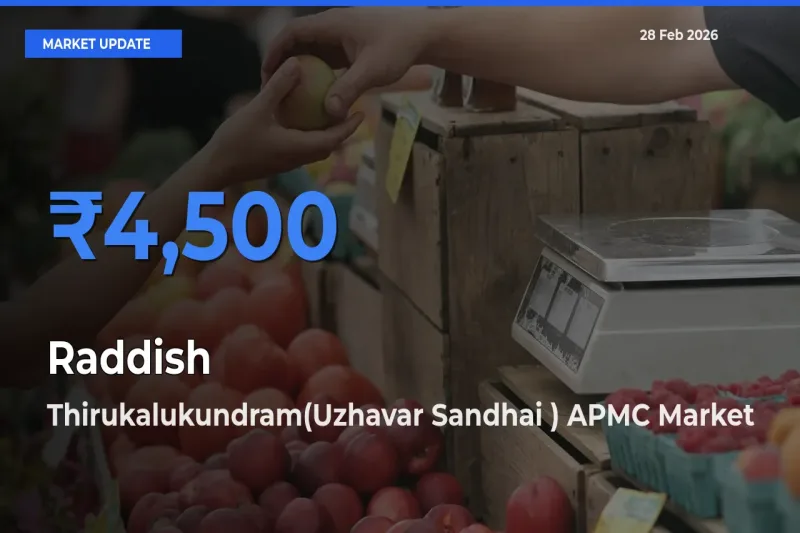 Thirukalukundram(Uzhavar Sandhai ) APMC Records Highest ₹4,500 Rate for Raddish