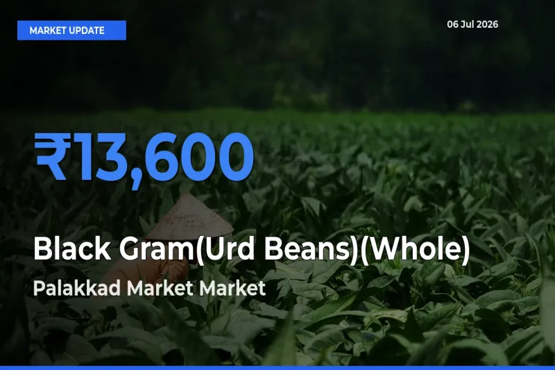 Market Watch: Palakkad Market Becomes Top Mandi for Black Gram(Urd Beans)(Whole)