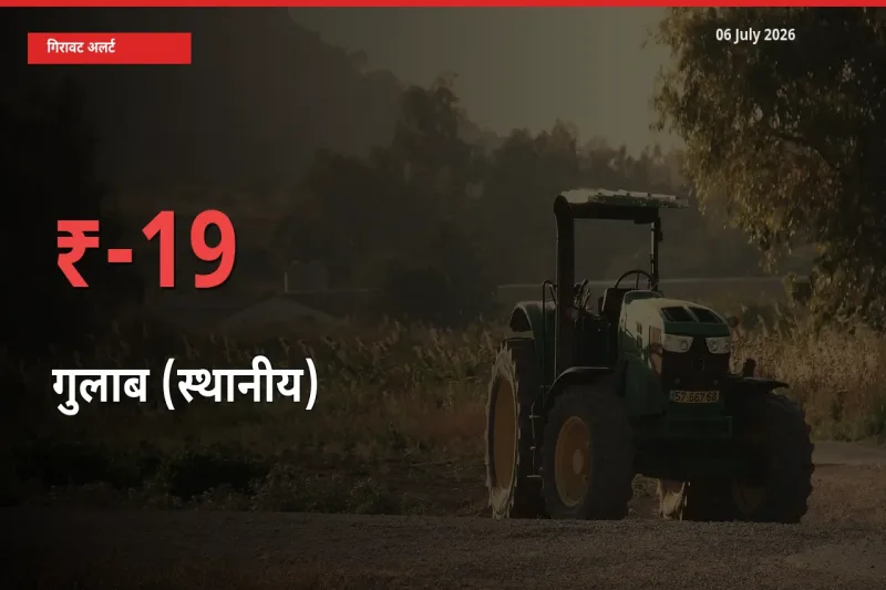 बाज़ार संकेत: गुलाब (स्थानीय) के भाव मंडी में 19.43% नीचे