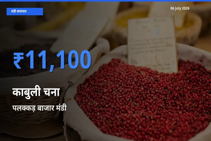 आज काबुली चना के सबसे ज़्यादा दाम पलक्कड़ बाजार मंडी में दर्ज
