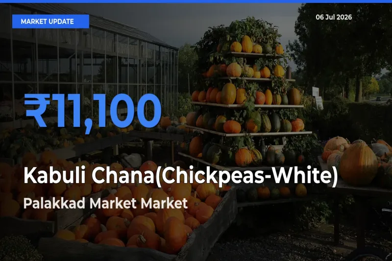 Palakkad Market Tops Kabuli Chana(Chickpeas-White) Rates – July 06 Market Update