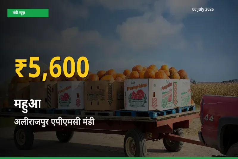 अलीराजपुर एपीएमसी में महुआ ₹5,600 पर पहुँचा – अब तक का उच्चतम भाव
