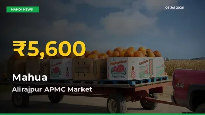 Fresh Record! Mahua Price Climbs to New High in Alirajpur APMC