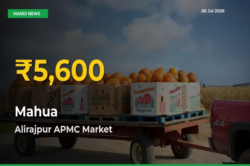 Fresh Record! Mahua Price Climbs to New High in Alirajpur APMC