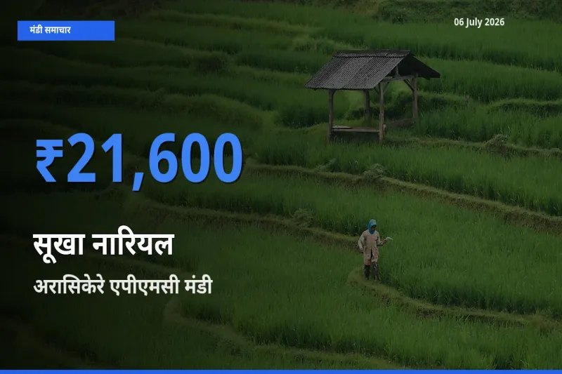 टॉप मंडी बना अरासिकेरे एपीएमसी! सूखा नारियल के सबसे ऊँचे दाम यहीं दर्ज