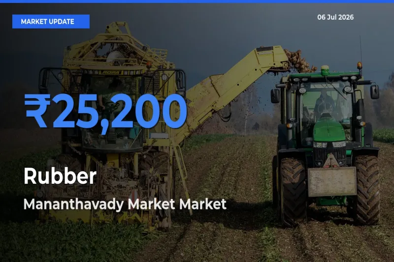 Market Watch: Mananthavady Market Becomes Top Mandi for Rubber