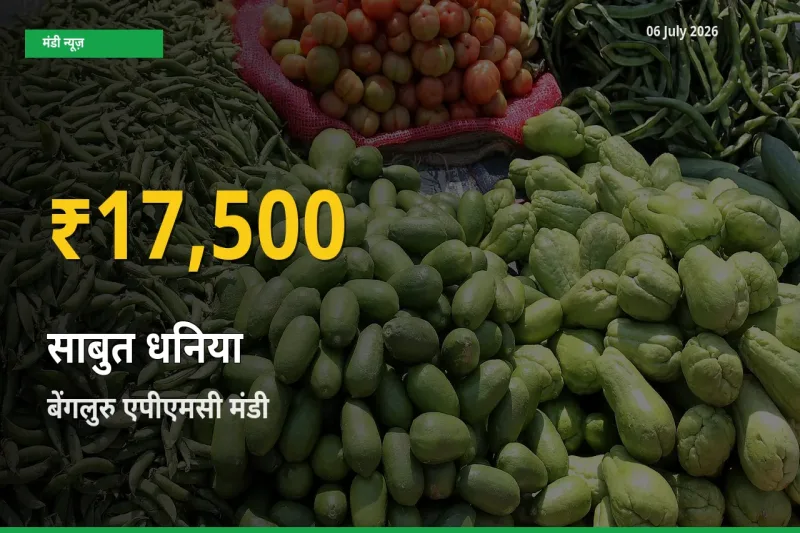 आज का मंडी भाव: बेंगलुरु एपीएमसी में साबुत धनिया सबसे ऊँचे स्तर पर