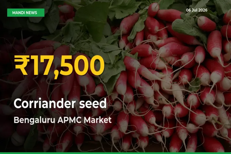 Bengaluru APMC Leads as Corriander seed Hits Highest Rate – July 06 Update