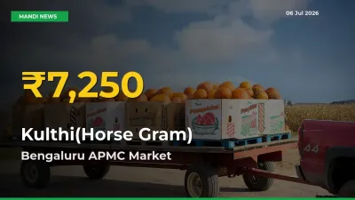 Kulthi(Horse Gram) Price Hits New High in Bengaluru APMC Today – Check Latest Mandi Rates