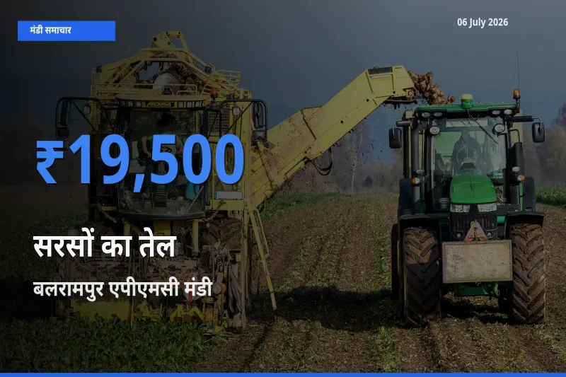 बलरामपुर एपीएमसी मंडी में सरसों का तेल ₹19,500 पर पहुँचा – आज का सर्वोच्च भाव