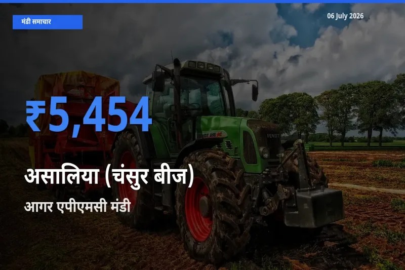 आगर एपीएमसी मंडी में असालिया (चंसुर बीज) ₹5,454 पर पहुँचा – आज का सर्वोच्च भाव