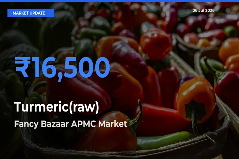Fancy Bazaar APMC Records Highest ₹16,500 Rate for Turmeric(raw)