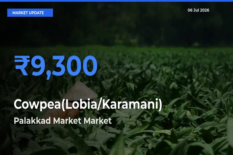 Palakkad Market Offers ₹9,300 – Highest Cowpea(Lobia/Karamani) Rate Today