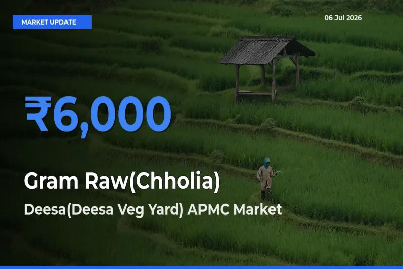 Deesa(Deesa Veg Yard) APMC Emerges as Top Mandi for Gram Raw(Chholia) Prices Today